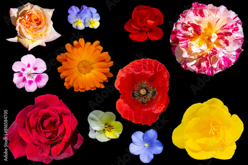 Flores silvestres y flores de jardín © alfonsosm