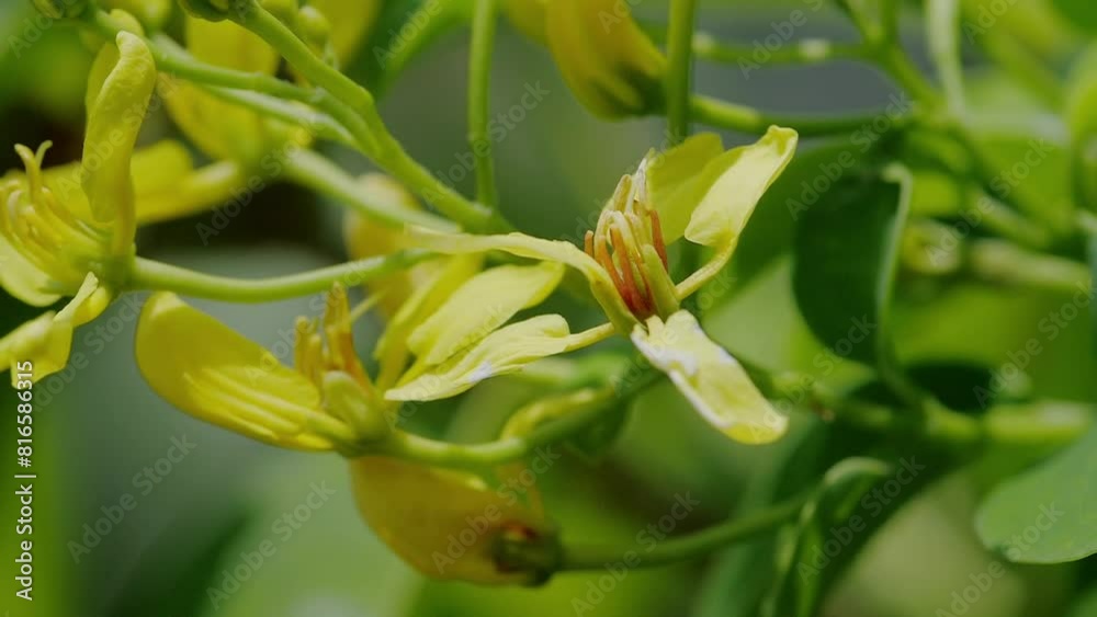 little flower ,yellow flower, beautiful, flower, blooming flower, nature ,blooming, fresh little flower ,yellow flower, beautiful, flower, blooming flower, nature ,blooming, fresh