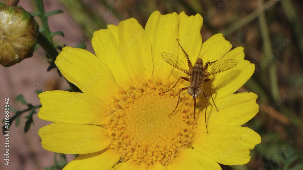 Small bee-fly (Amictus sp.) feeding on yellow daisy
