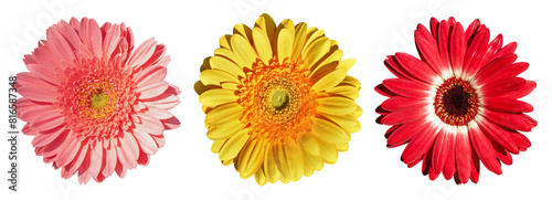 red, pink and yellow gerbera flowers