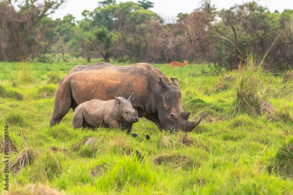 White rhinoceros (Ceratotherium simum) with calf in natural habitat, South Africa White rhinoceros (Ceratotherium simum) with calf in natural habitat, South Africa