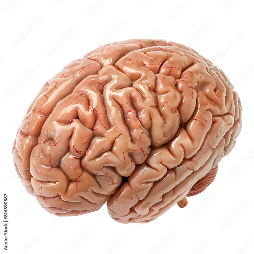 Human brain isolated on transparent background Human brain isolated on transparent background