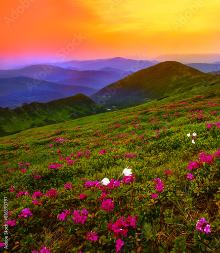 summer blooming pink rhododendrons flowers on background mountains  floral summer landscape  Carpathians  Ukraine  Chornohora  Chornogora  range  Europe