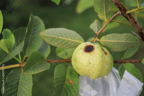 bad guava fruit on tree from bacteria in growing of organic farming fruit