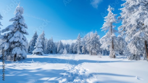 A winter wonderland of snow-covered trees and a snow-covered field. photo