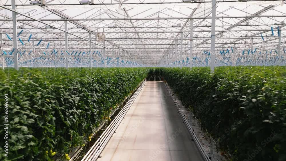 Industrial greenhouse with green plants, motion view indoors Industrial greenhouse with green plants, motion view indoors