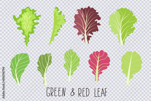 Mix of salad leaves. Cartoon set of green red raw leaves isolated on transparent. Collection icon of leaf salad . Organic vitamin ingredients for cooking healthy food. Vector illustration
