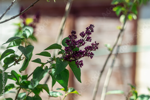 Spring branch of blossoming lilac