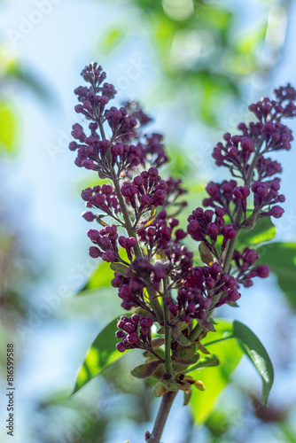 Spring branch of blossoming lilac