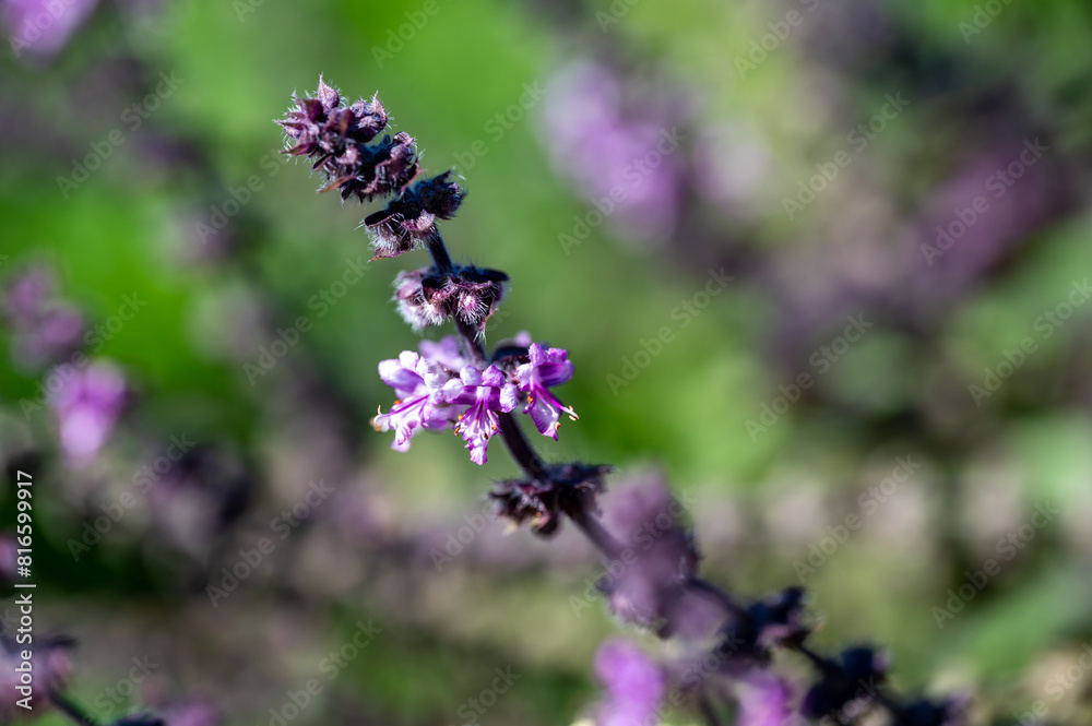 Purple Dark Opal Basil plant blooming in the garden bed, purple basil flowers. Seasoning of basil growing in the garden. Healthy herb used in salads, Selective focus Purple Dark Opal Basil plant blooming in the garden bed, purple basil flowers. Seasoning of basil growing in the garden. Healthy herb used in salads, Selective focus