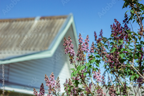 Spring branch of blossoming lilac