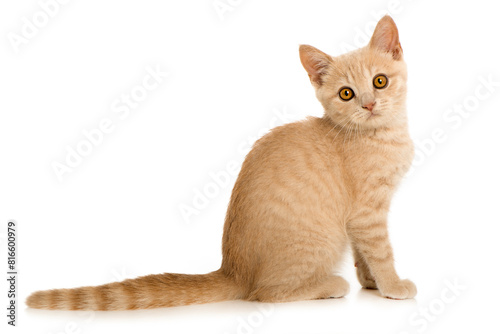 Red tabby kitten looks to the camera