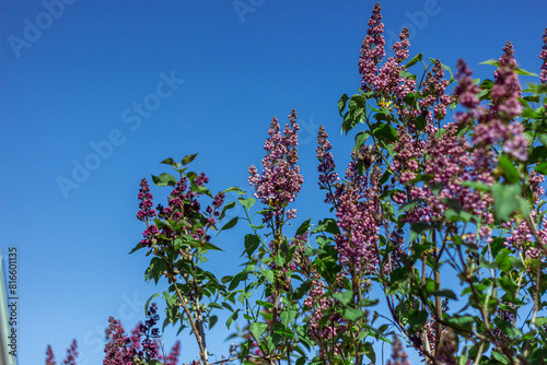 Spring branch of blossoming lilac