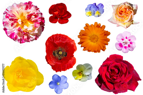 Flores silvestres y de jardín variadas