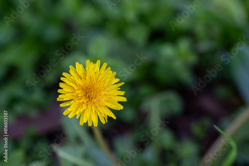 Yellow flowers of dandelions in green backgrounds. Spring and summer background  Australia native plants