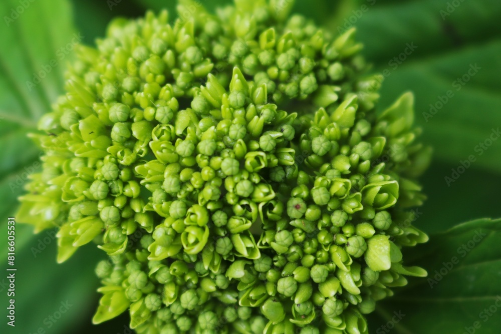 紫陽花の密集したつぼみ 初夏の散策路 紫陽花の密集したつぼみ 初夏の散策路