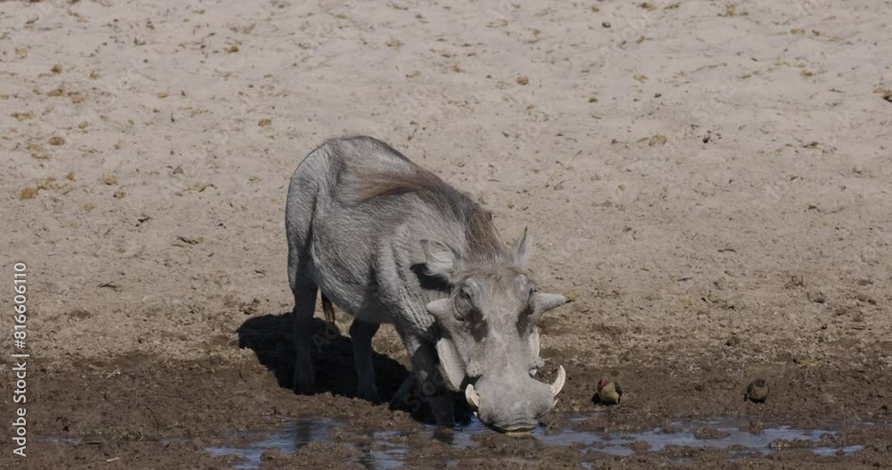 Close-up. Warthog drinking at a drying up river. Drought, Climate Change, Climate Emergency Close-up. Warthog drinking at a drying up river. Drought, Climate Change, Climate Emergency