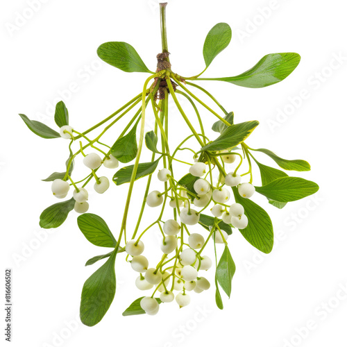 Festive Christmas Mistletoe Branch Isolated Without Background