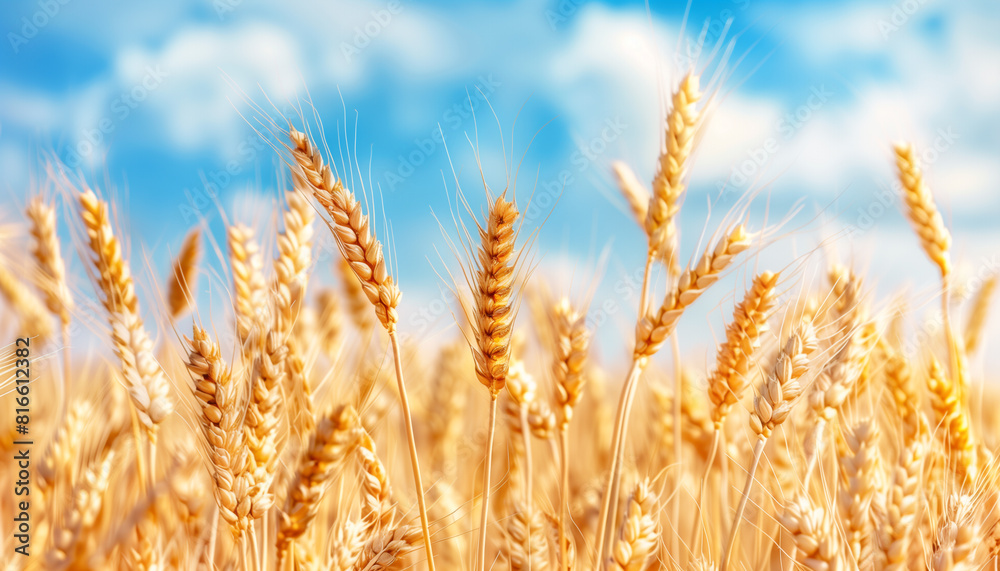 Wheat field blue skyscape with copy space - Generative AI Wheat field blue skyscape with copy space - Generative AI
