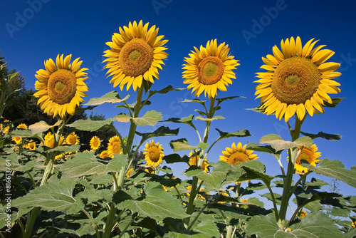 Gele zonnebloemen tegen een fel blauwe lucht.  photo