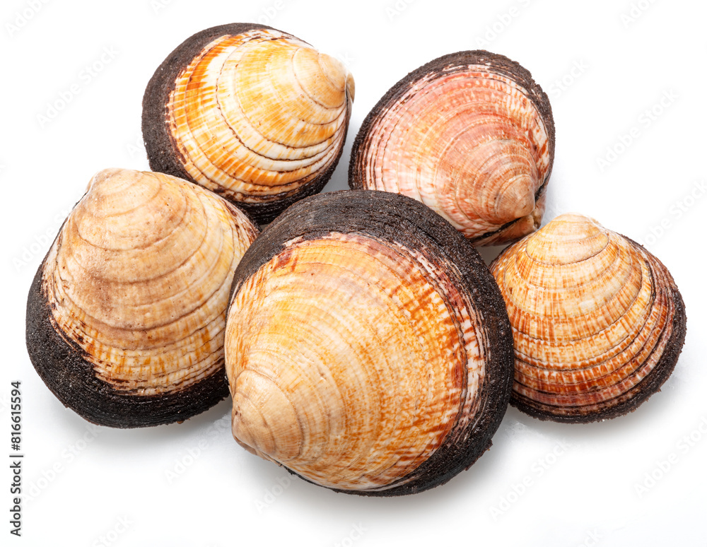 Edible raw clams isolated on white background. Delicacy food.