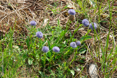 Globulaire buissonnante, globulaire alypon, Globularia alypum photo