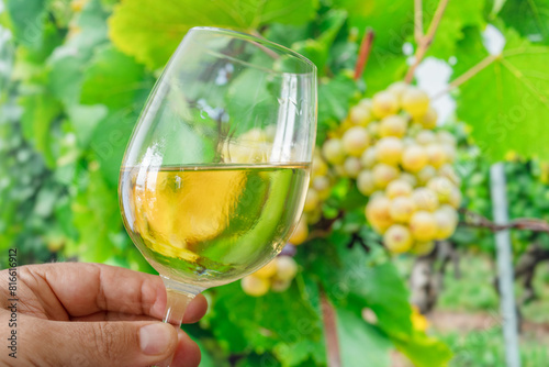 Glass of white wine in man hand and cluster of grapes on vine at the background. © volff