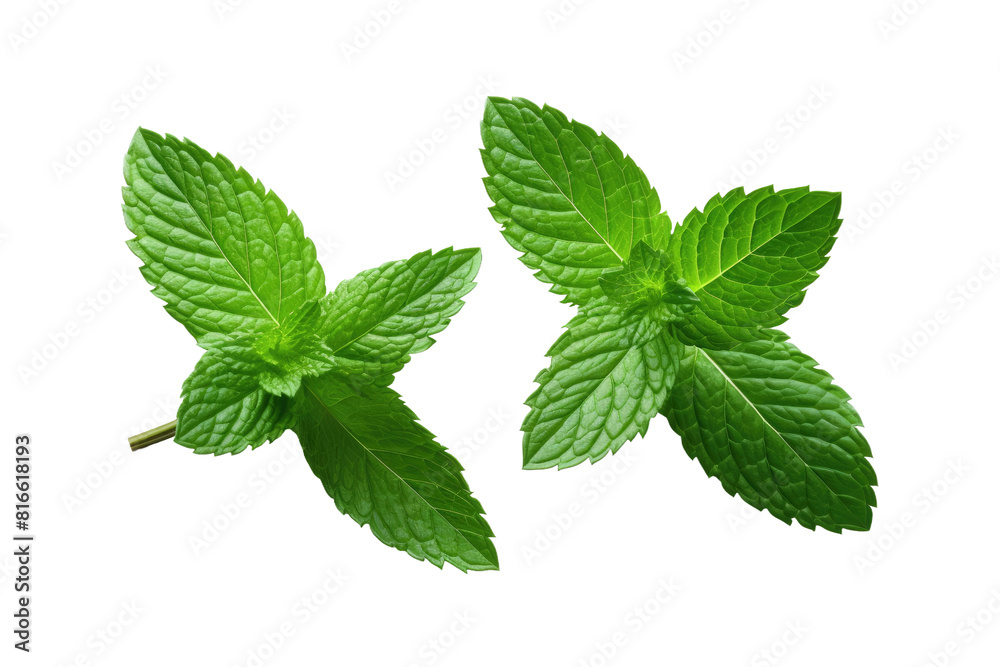 Towering Green Leaves of Harmony on White or PNG Transparent Background. Towering Green Leaves of Harmony on White or PNG Transparent Background.