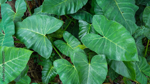 Photos closeup of green taro leaves (colocasia esculenta), green taro leaves background