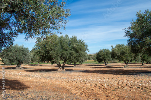 Olivares españoles