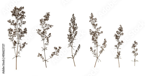 Set with beautiful dried pressed meadow flowers (Galium verum) isolated on white background. Design element for creating collage, postcard, frame, interior decoration, creating oshibana. photo