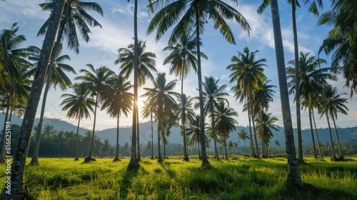 Coconut palm tree plantation in Sunset Cottages Gorontalo province photo
