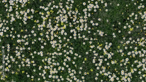 Ascending flight with a drone with a top-down view in a meadow full of flowers, the vast majority are chamomile flowers Matricaria recutita alternating with other yellow ones, moving by the wind photo