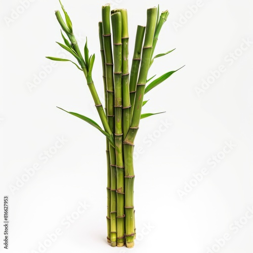 A fresh green bamboo shoot with multiple stalks and leaves set against a white background