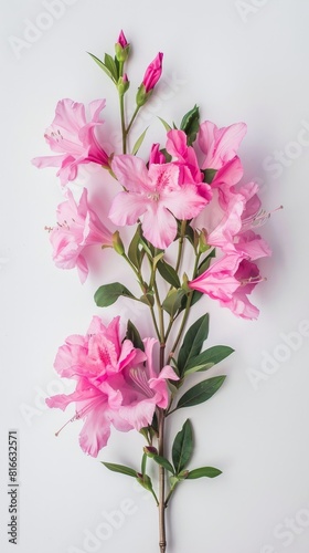 A bouquet of pink azalea flowers displayed against a stark white background