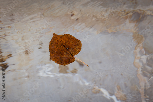 A single, brown, fallen leaf floating in a pool of clear water.