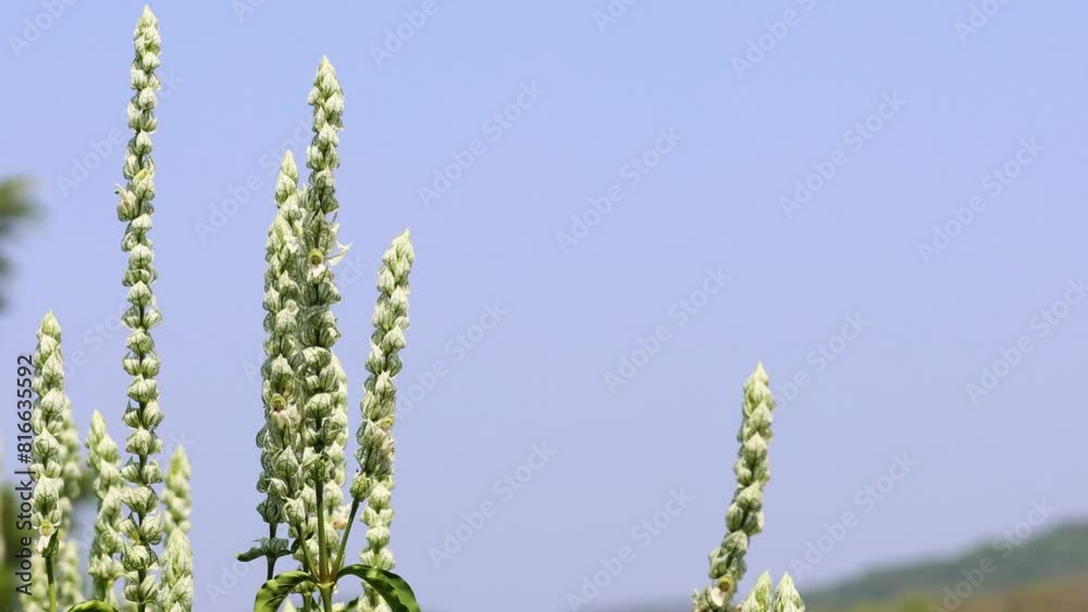 Time-lapse of Flower Blooming in Field Time-lapse of Flower Blooming in Field