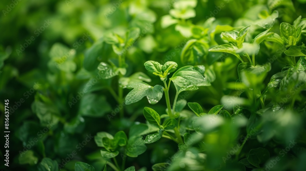 Close-up of organic herbs growing in a vertical farm Close-up of organic herbs growing in a vertical farm