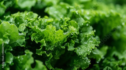 Close-up of organic lettuce growing in a hydroponic system photo