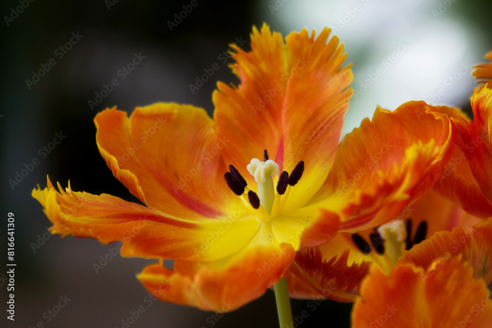 Close-up fluffy orange tulips in city field. Bulbous field orange tulips bright flowers. Orange tulips with selective focus and shallow depth of field. Spring blurred background orange tulip field. Close-up fluffy orange tulips in city field. Bulbous field orange tulips bright flowers. Orange tulips with selective focus and shallow depth of field. Spring blurred background orange tulip field.
