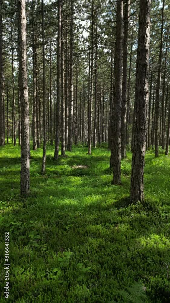 Moving in summer forest. Trees with shadows and sunshine, green wood, tracking shot. Vertical video 4k Moving in summer forest. Trees with shadows and sunshine, green wood, tracking shot. Vertical video 4k