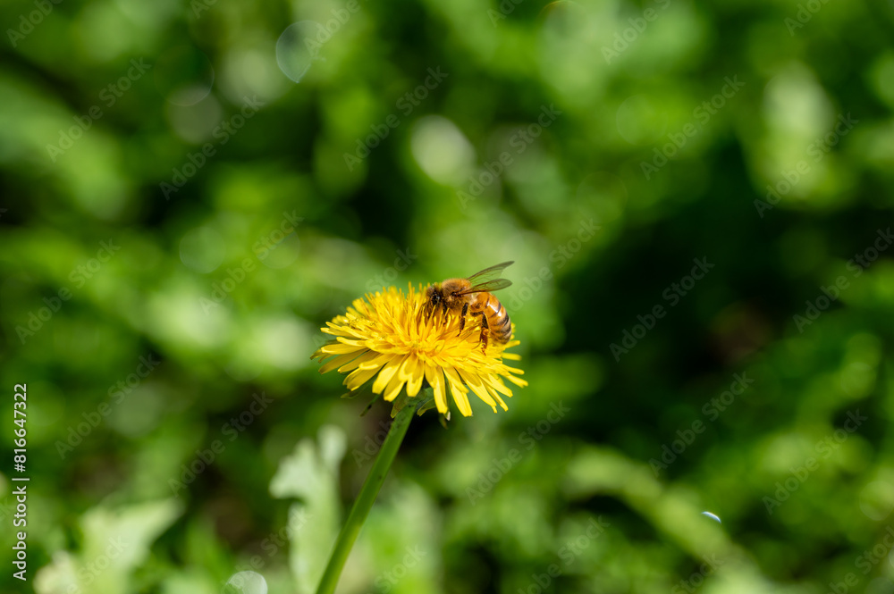 Fototapeta premium Yellow flowers of dandelions in green backgrounds. Spring and summer background, Australia native plants, A honey bee collects nectar from yellow dandelion flowers
