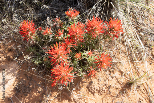 Vibrant Desert Indian Paintbrush Blooms in the Wild photo