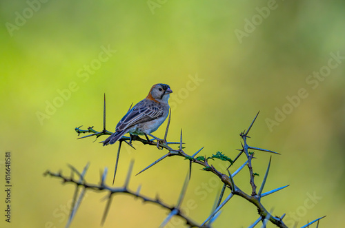 Africa - Kenya Star-fronted Weaver bird