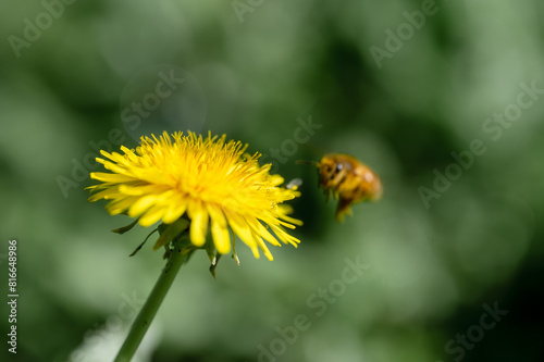 Yellow flowers of dandelions in green backgrounds. Spring and summer background, Australia native plants, blurred A honey bee collects nectar from yellow dandelion flowers