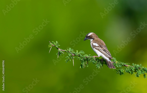 Africa-Kenya; White-browed sparrow weaver bird on tree branch.