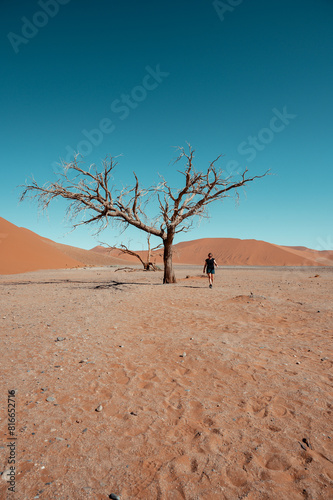 tree in the desert, namibia, sossusvlei photo