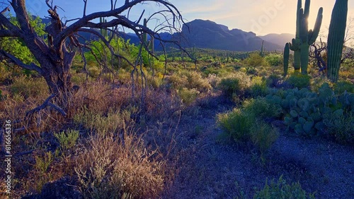 Sunrise with sunstar beside saguaro cactus in Sabino Canyon, Santa Catalina Mountains photo