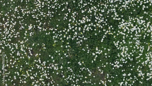 rising flight with a drone with an overhead view and with turns in a meadow full of Matricaria recutita chamomile flowers mixed with other flowers and with a green grass background photo