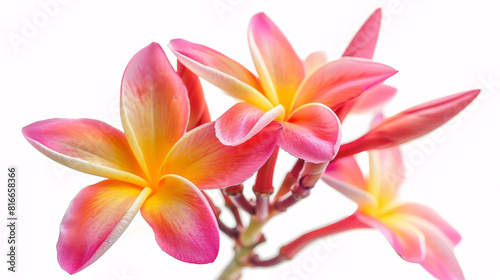 Colorful flower graphic poster PPT background, abstract flower computer wallpaper background